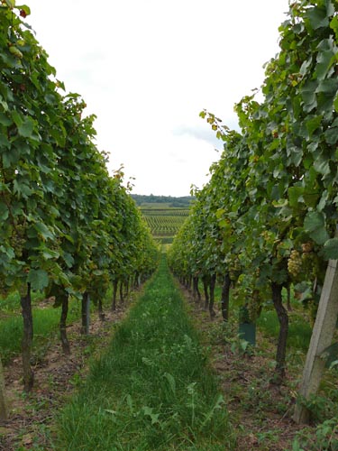 Elsass007.JPG