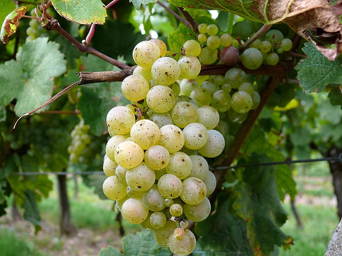 Elsass008.JPG
