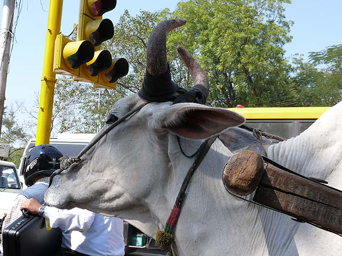Indien123.JPG