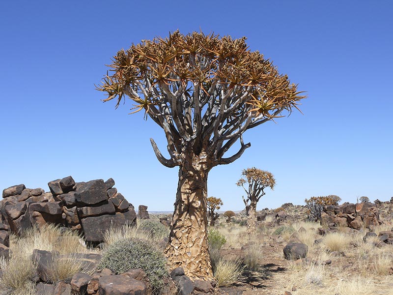 Namibia010.JPG