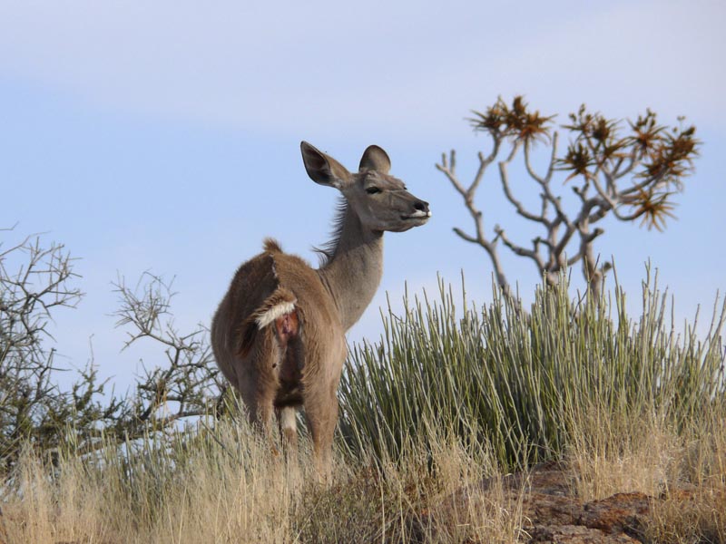 Namibia025.JPG