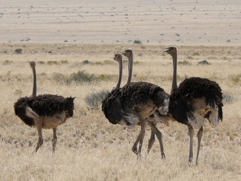 Namibia030.JPG