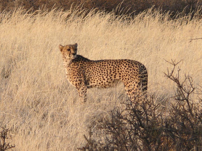 Namibia063.JPG