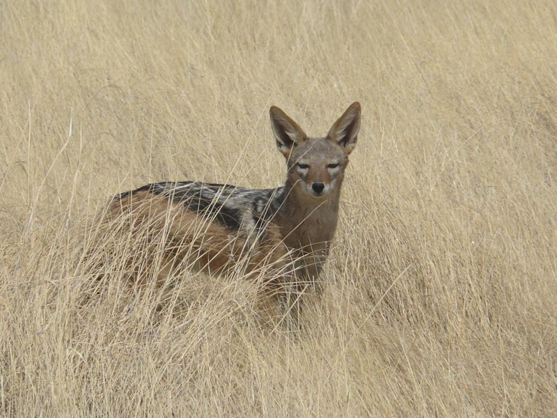 Namibia139.JPG