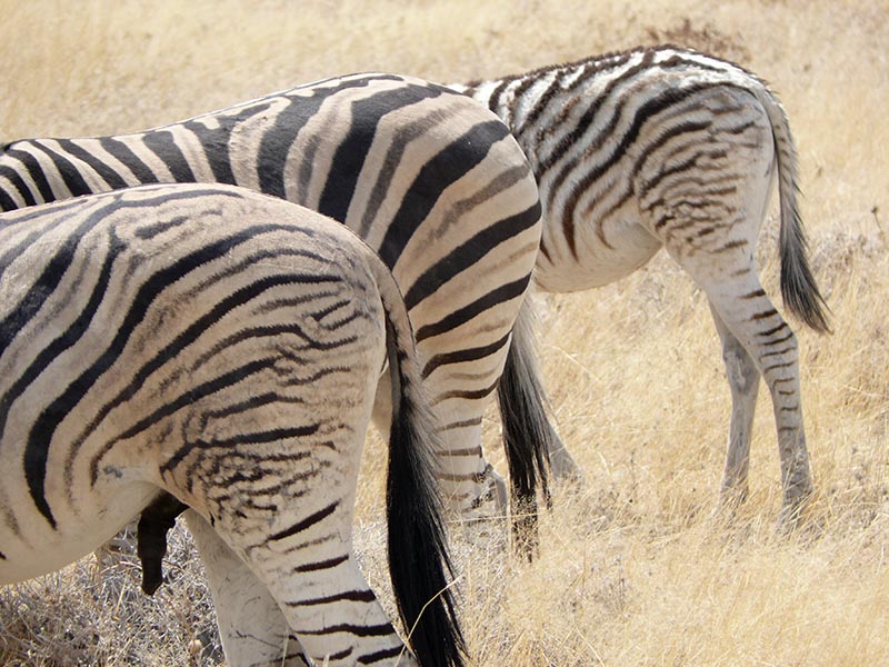 Namibia140.JPG