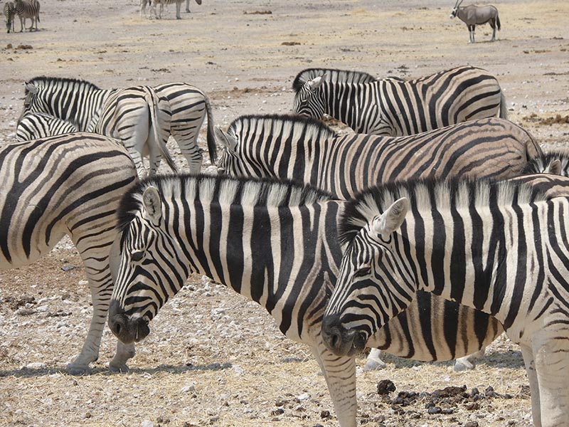 Namibia141.JPG