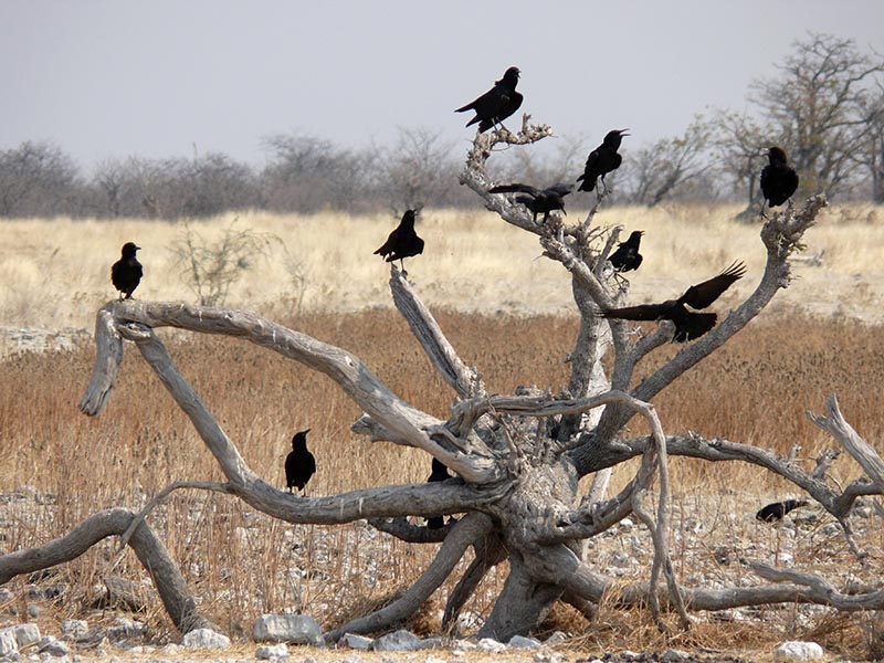 Namibia148.JPG