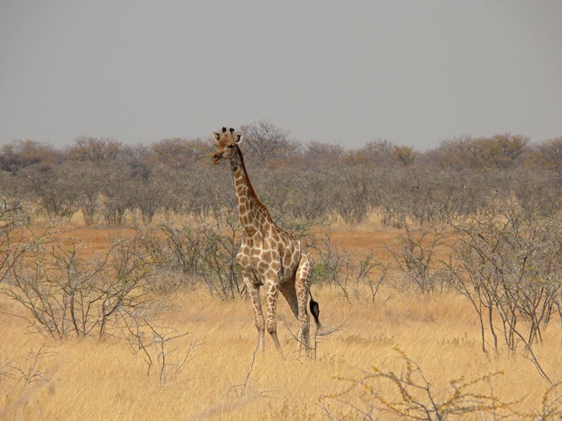 Namibia149.JPG