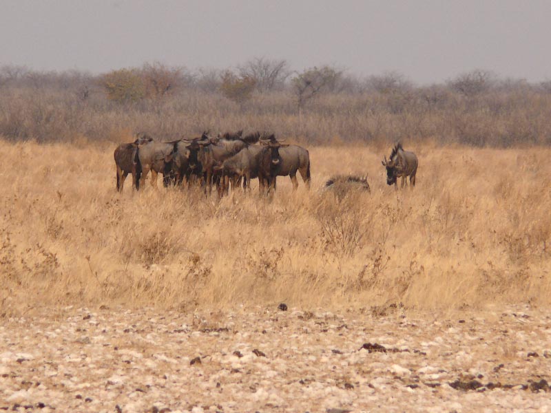 Namibia155.JPG