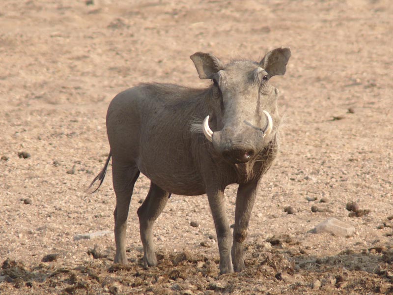 Namibia169.JPG