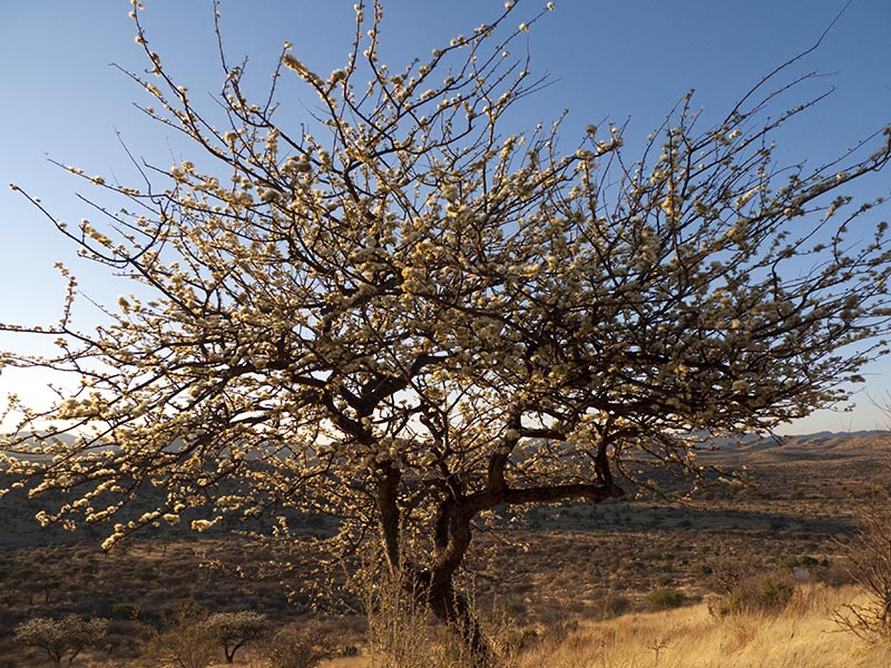 Namibia194.jpg