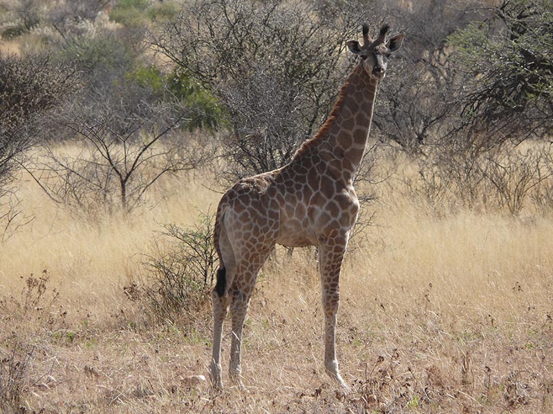 Namibia199.JPG