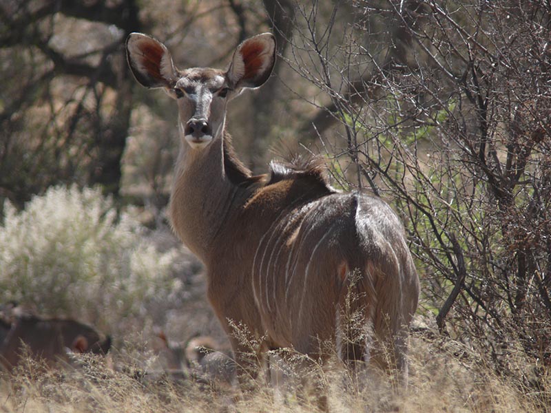 Namibia203.JPG