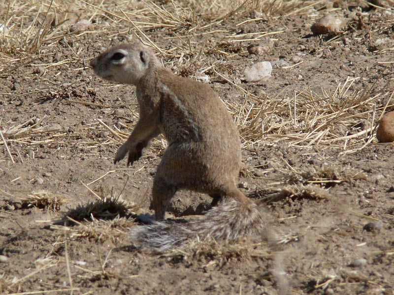 Namibia204.JPG