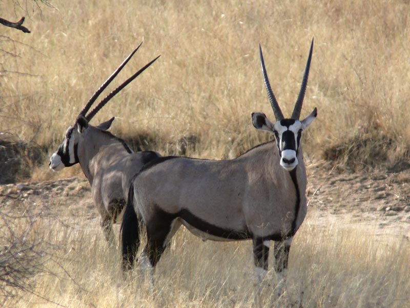 Namibia209.JPG