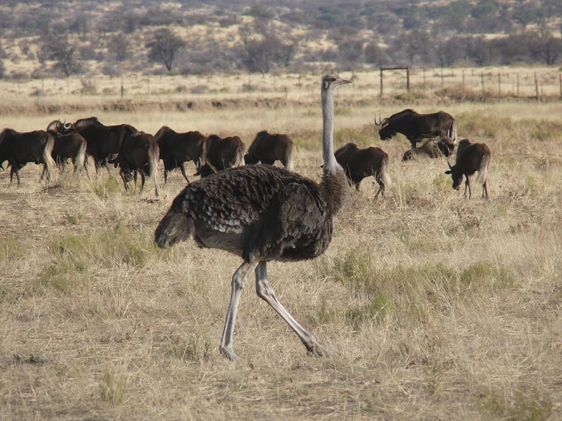 Namibia210.JPG