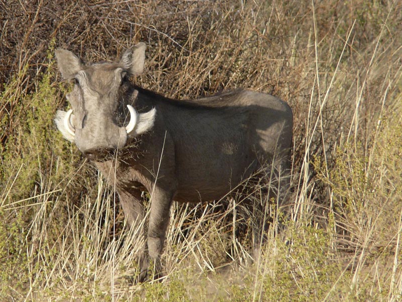 Namibia211.JPG