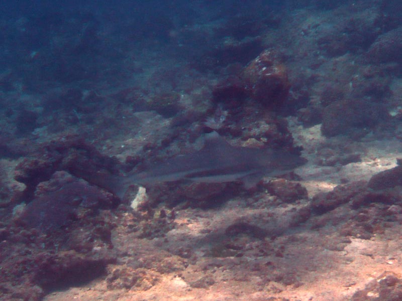 Thai09_F2_05.JPG