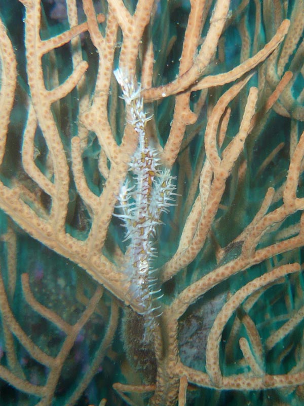 Thai09_F3_04.JPG