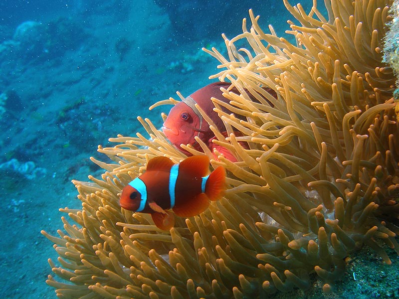 bali06_F2.JPG