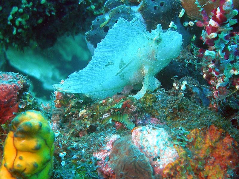 bali06_F3.JPG