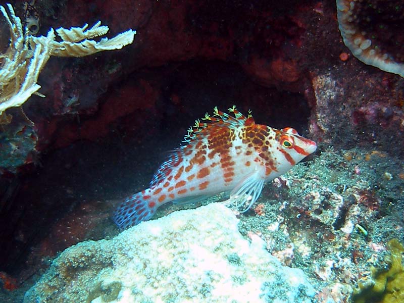 bali06_F6.JPG