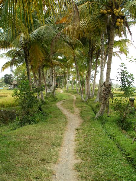 bali06_U6.JPG