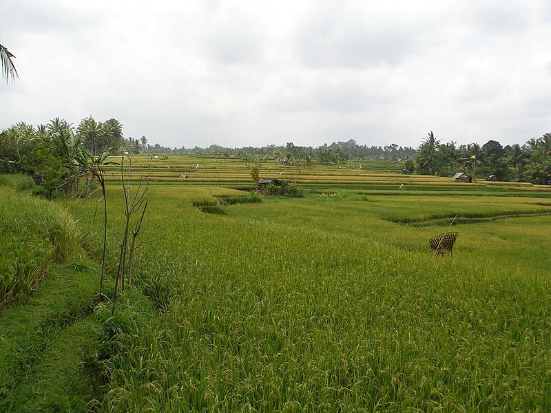 bali06_U7.JPG