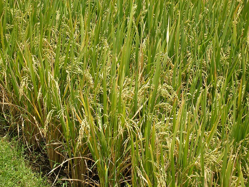 bali06_U8.JPG