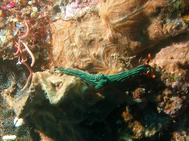 bali06_nudi1.JPG