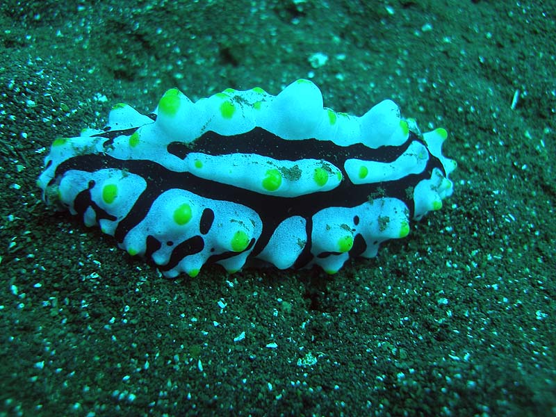 bali06_nudi3.JPG