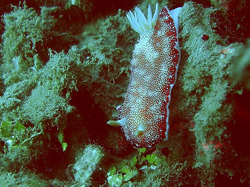 bali06_nudi4.JPG