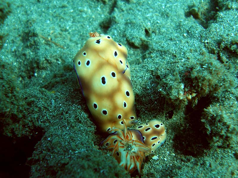 bali06_nudi5.JPG