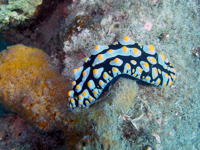 bali06_nudi6.JPG