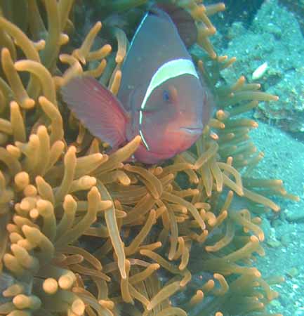 bali_anemon_03.JPG