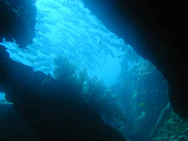 bali_fisch_06.JPG