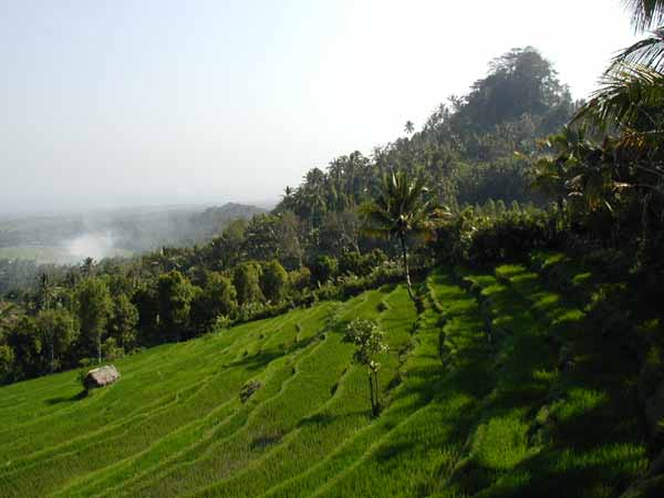 bali_landsch_06.JPG