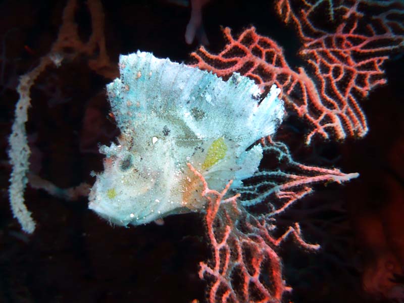 baligal08_fsh_19.JPG