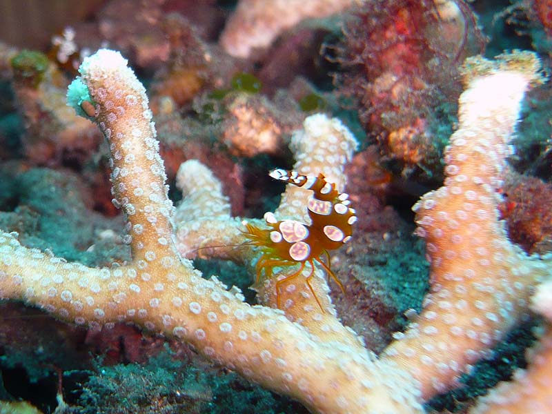 baligal08_kbs_004.JPG