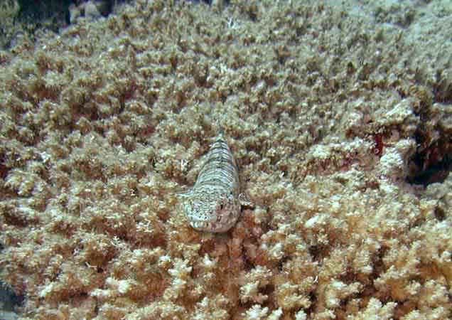 Dahab005.jpg