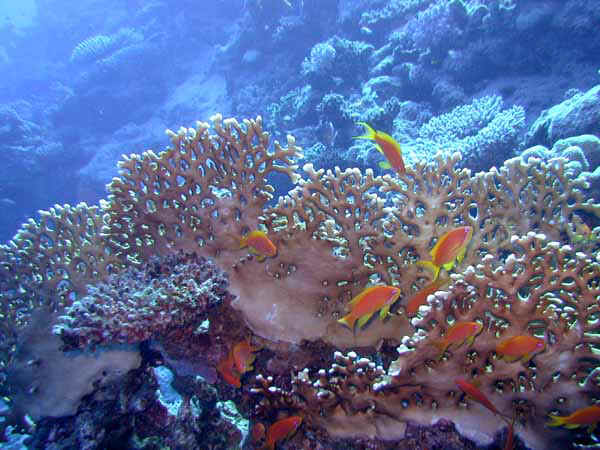 Dahab009.jpg