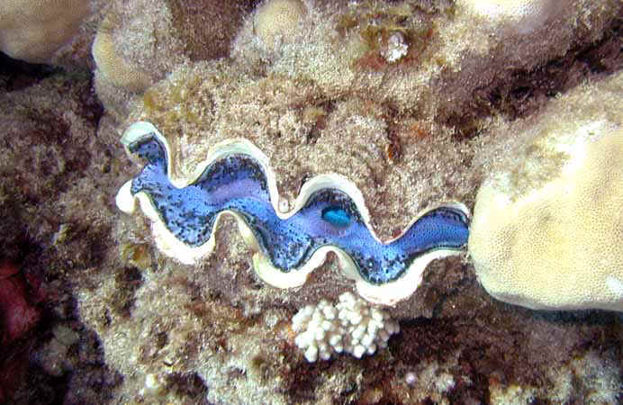 Dahab010.jpg