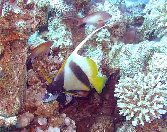 Dahab014.jpg