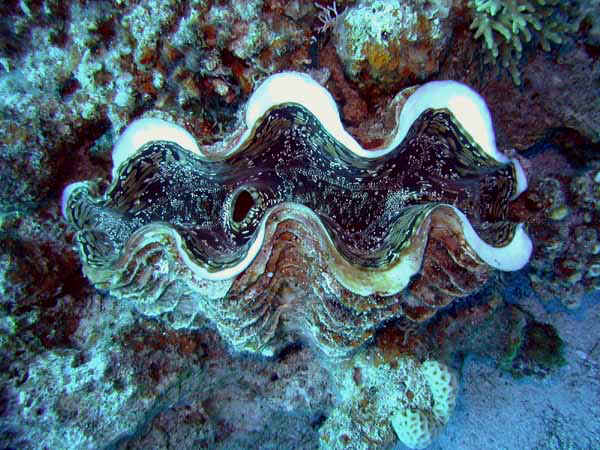 Dahab015.jpg