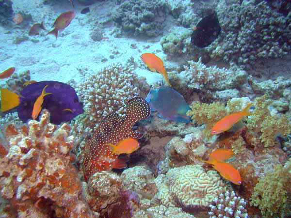 Dahab016.jpg