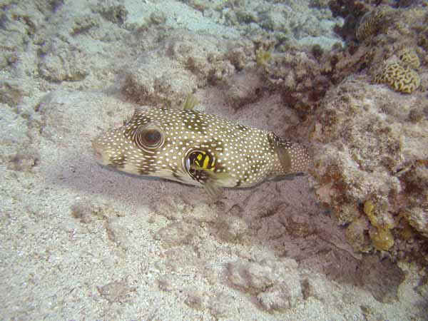 Dahab017.jpg