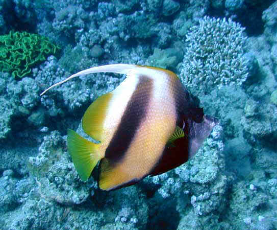 Dahab018.jpg