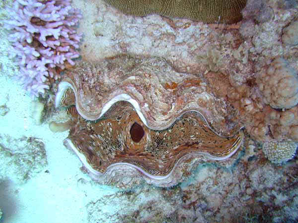 Dahab019.jpg