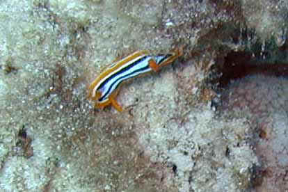 Dahab020.jpg