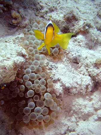 Dahab021.jpg